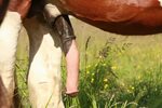 Horsecock pics ♥ Men with horse cock in pussy - Upicsz.com